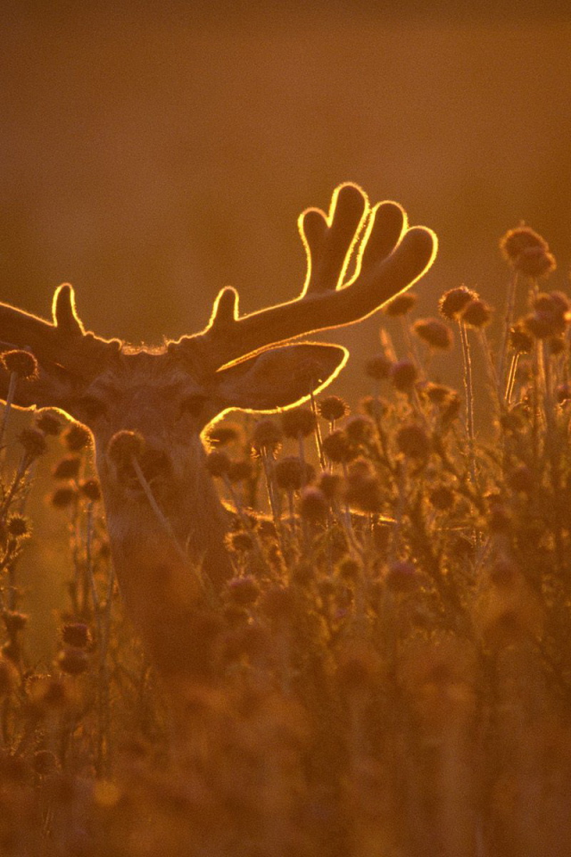 Олень в лучах заката