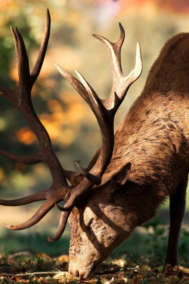 Олень кушает траву