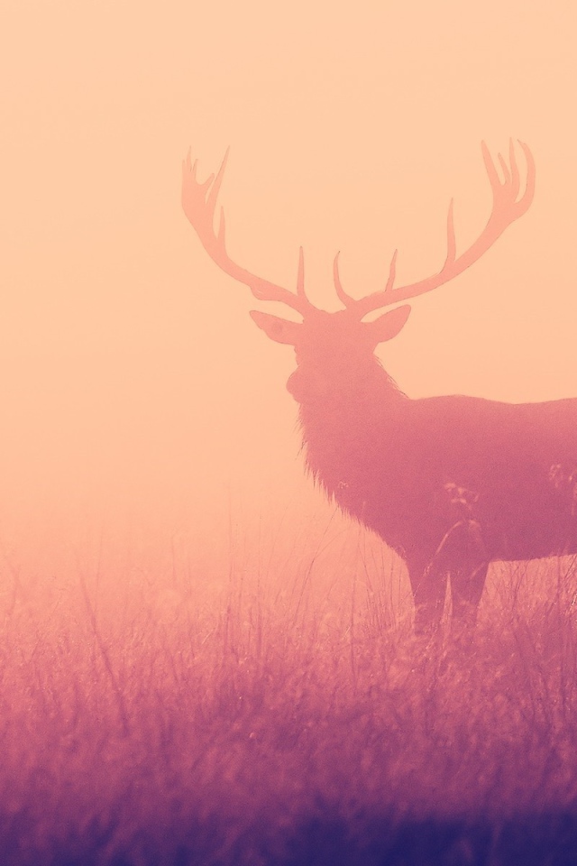 Олень в розовом тумане