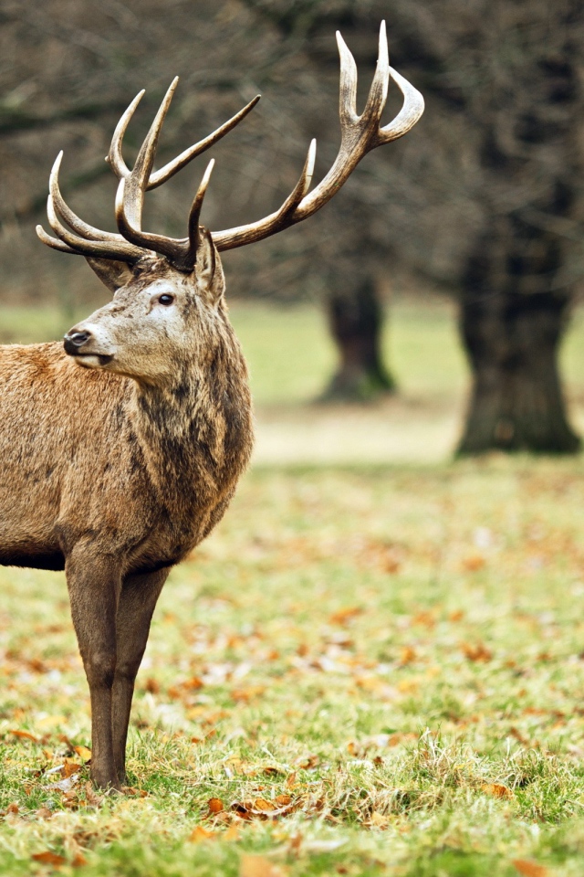 Олень в осеннем лесу