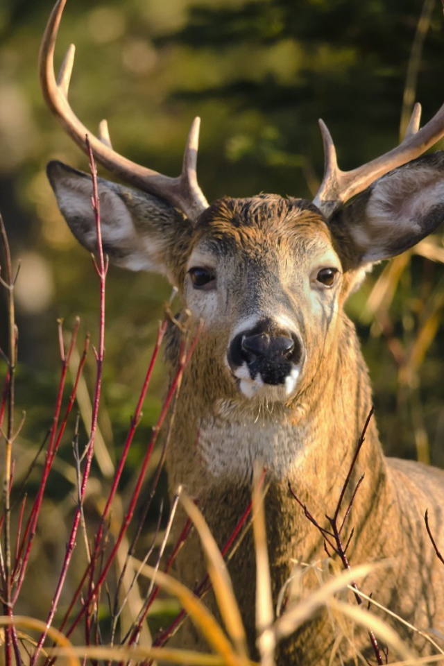 Олень лежит в траве