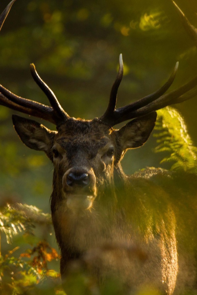 Олень стоит позади зеленых веток