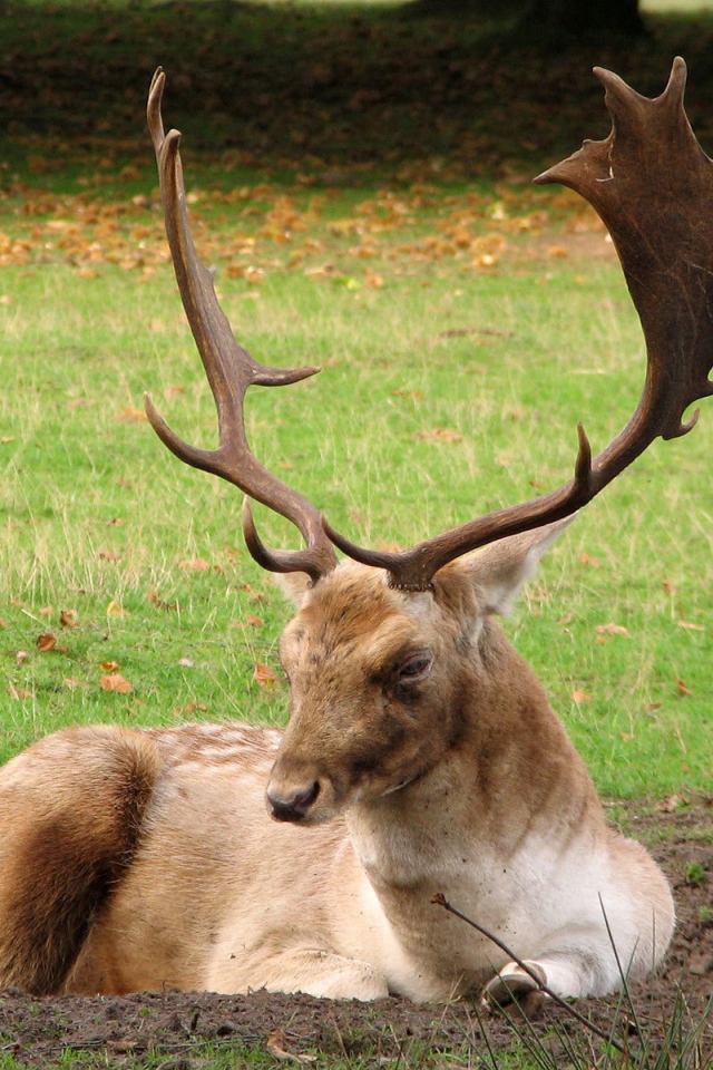 Олень с большими рогами лежит на земле