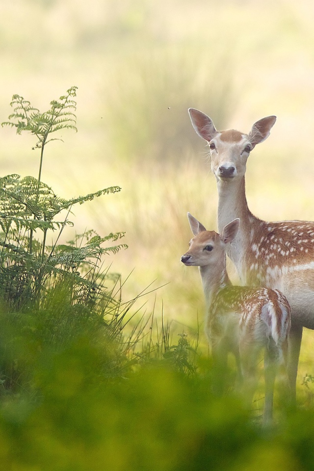 Олениха с детенышем в зарослях