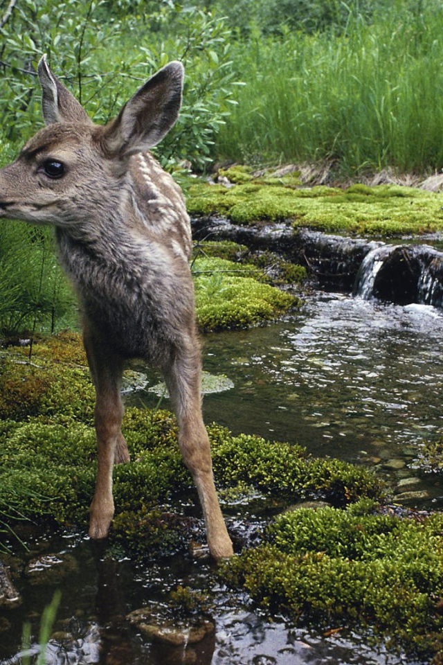 Олененок на водопое