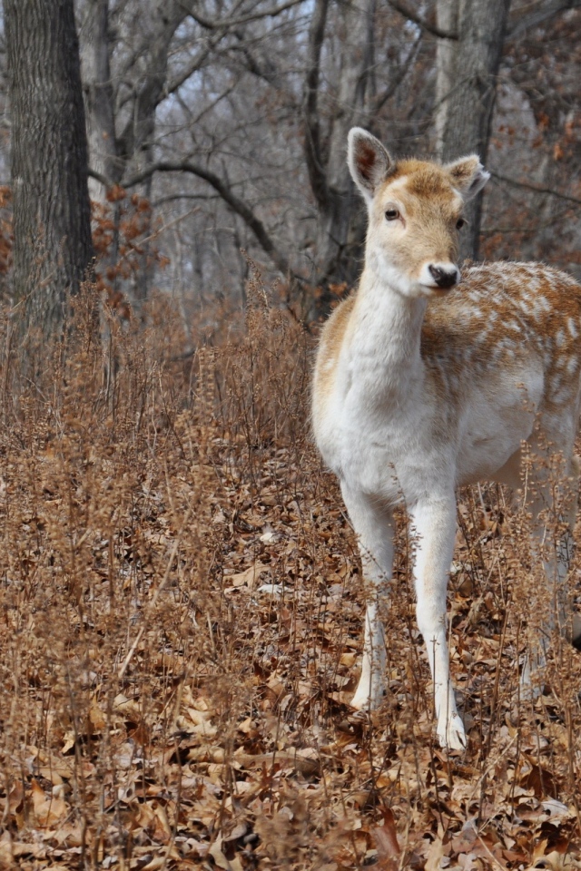 Олененок в осеннем лесу