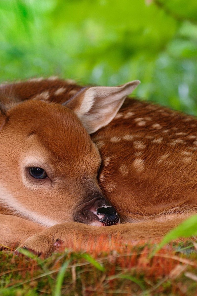 Олененок лежит на траве