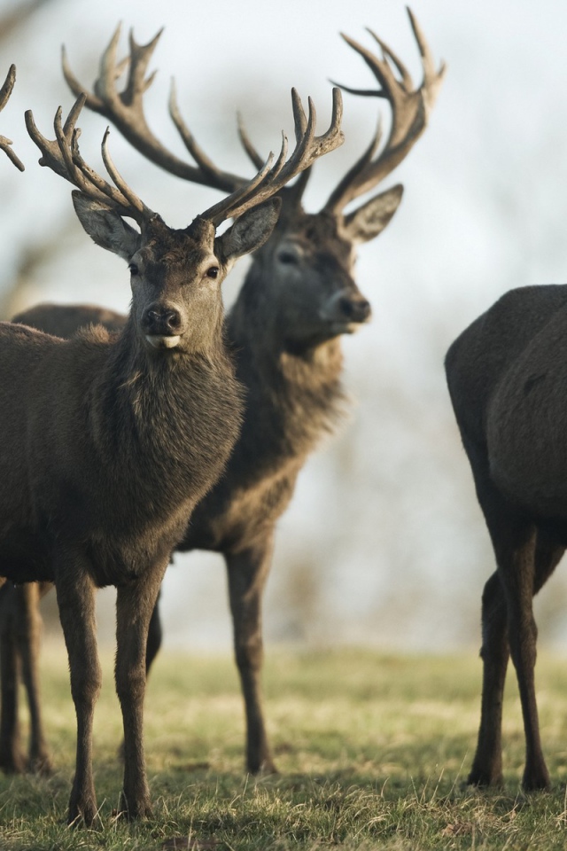 Четыре гордых оленя