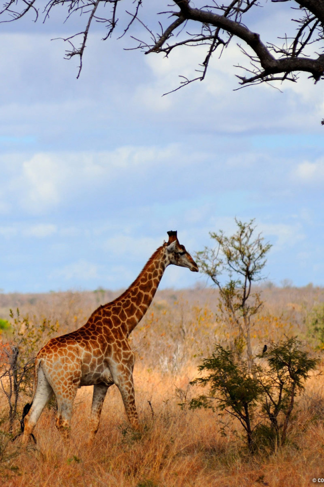 Жираф в Африке