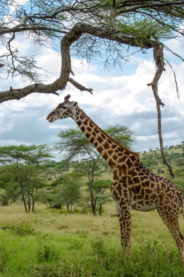 Жираф стоит под деревом