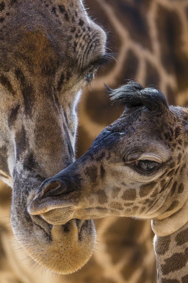 Жираф со своим детенышем