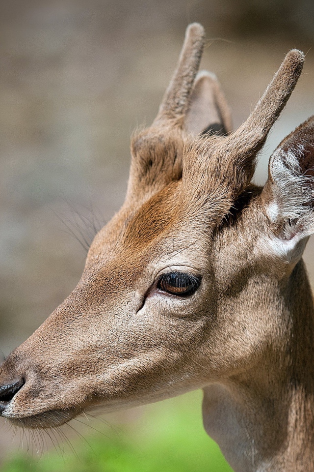 Рога молодого оленя