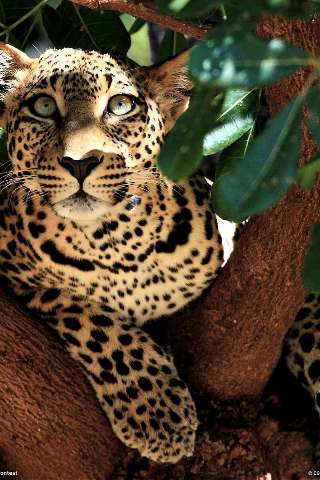 Леопард лежит на дереве