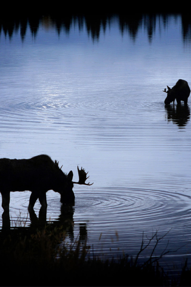 Лоси на водопое