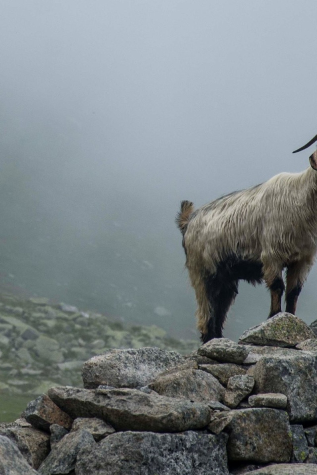 Горный козел стоит на камнях