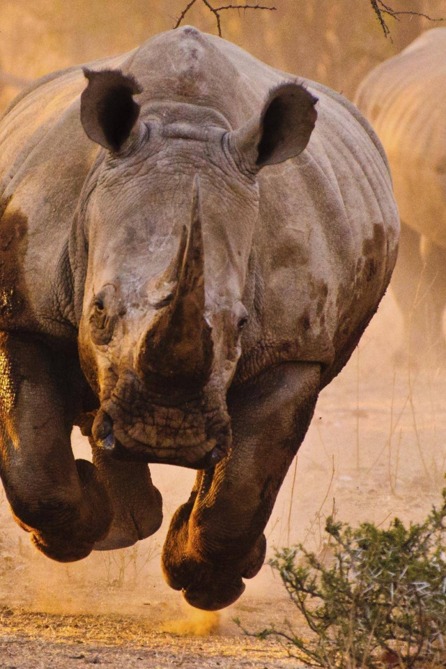 Носорог бежит на фотографа