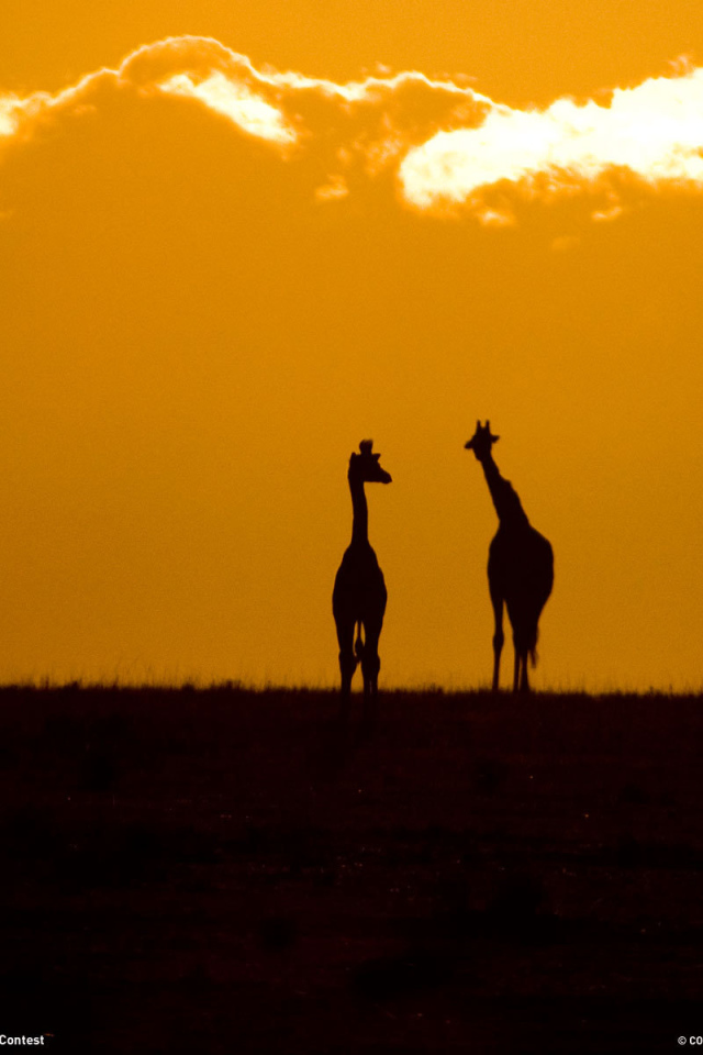 Силуэты жирафов