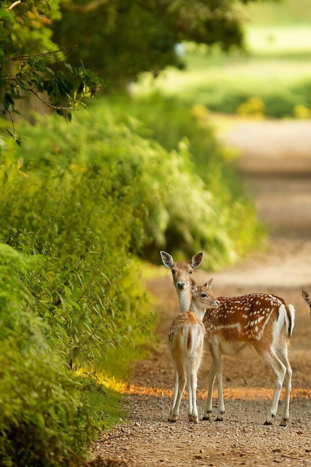 Маленькие олени на тропинке