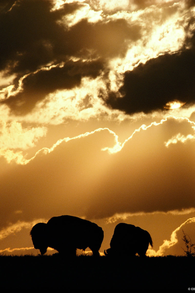 Силуэты бизонов на закате