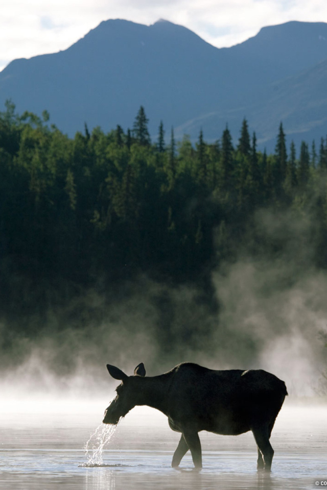 Лосиха с теленком