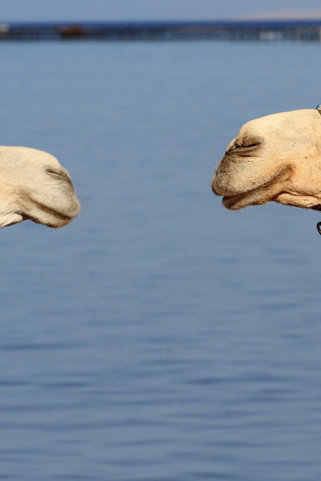 Два верблюда на фоне воды