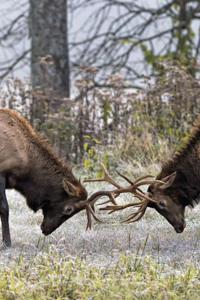 Два оленя бодаются