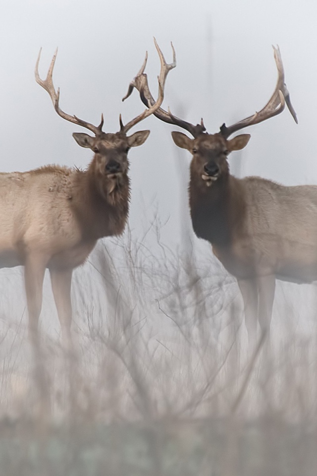 Два оленя в тумане
