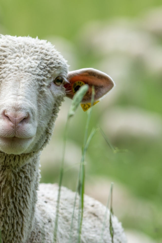 Белая овца в траве