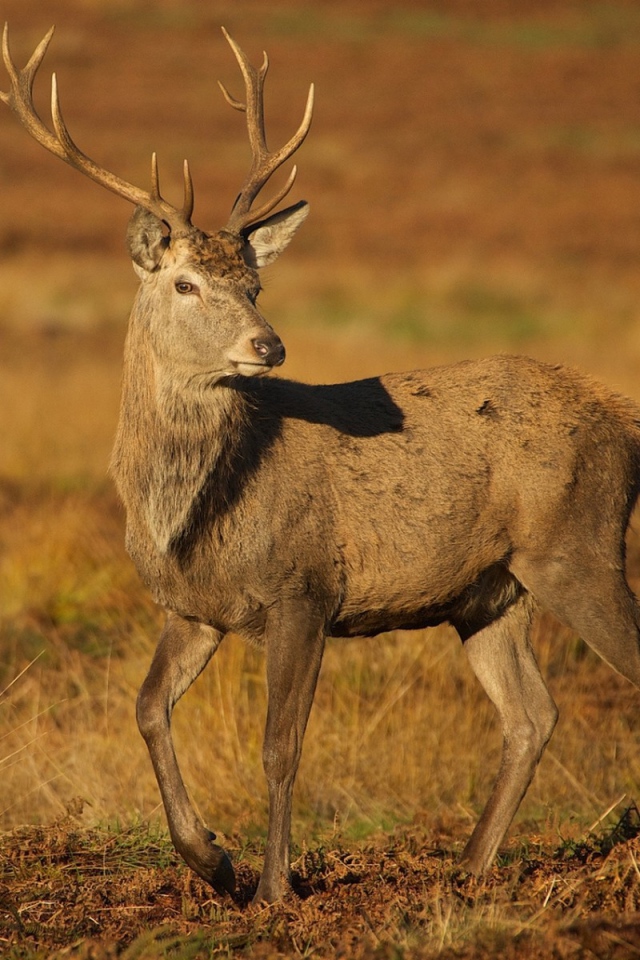 Молодой олень на коричневой земле