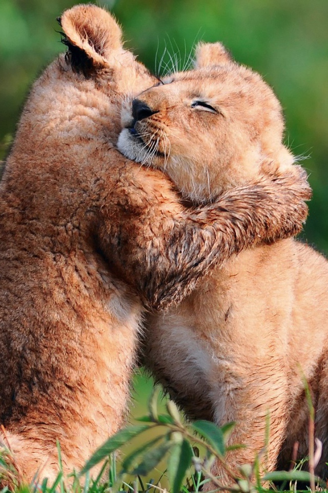 Пара милых львят