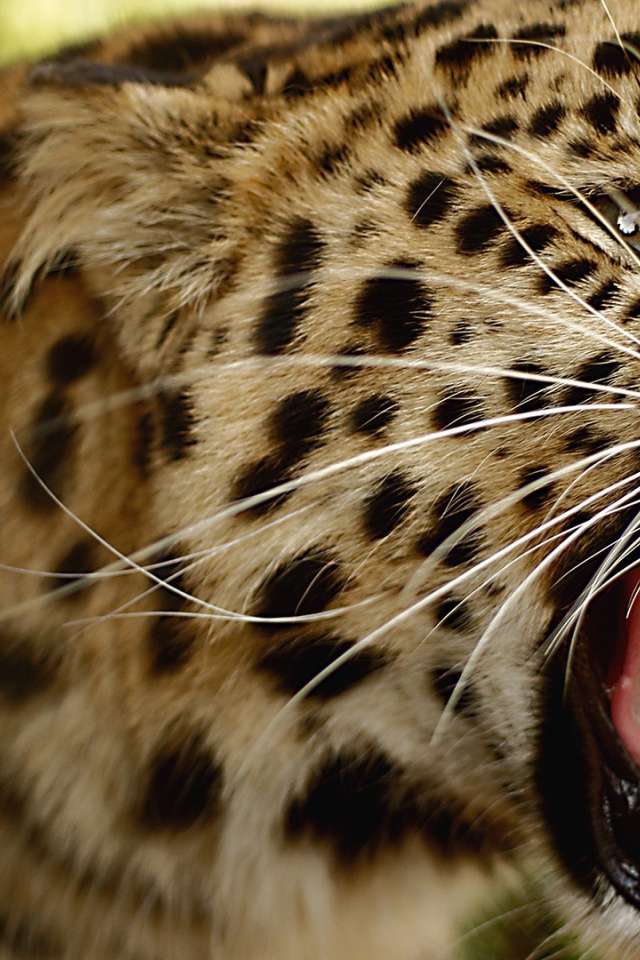 Злой амурский леопард