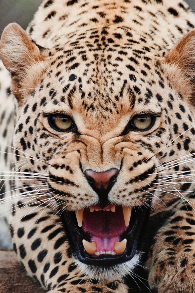 Злой ягуар смотрит в кадр