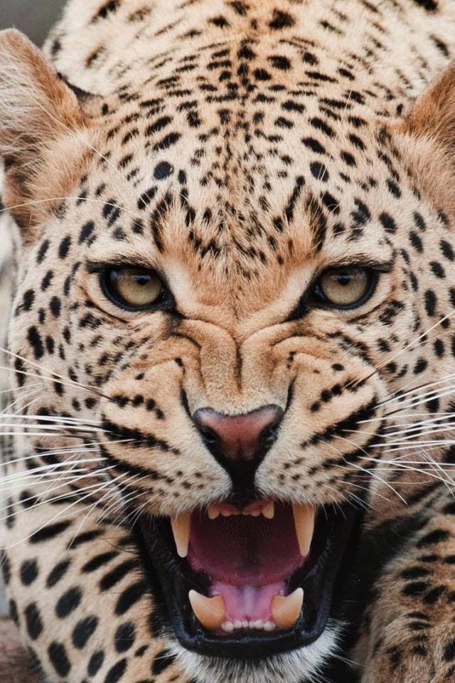 Злой ягуар оскалил зубы