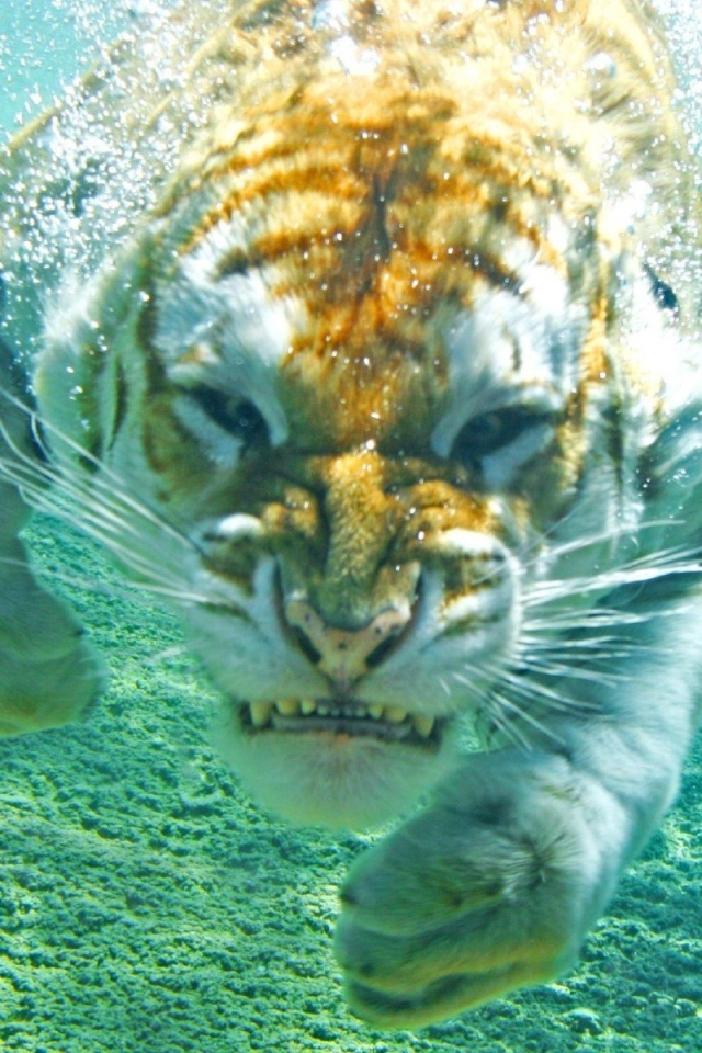 Злой тигр под водой