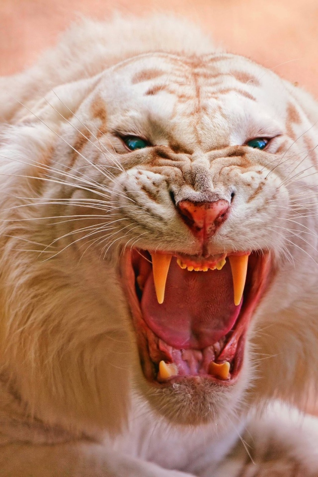 Злой белый тигр