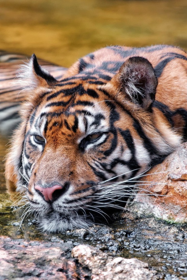 Красивый плавающий тигр