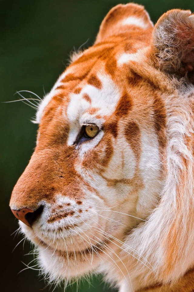 Красивый золотой тигр