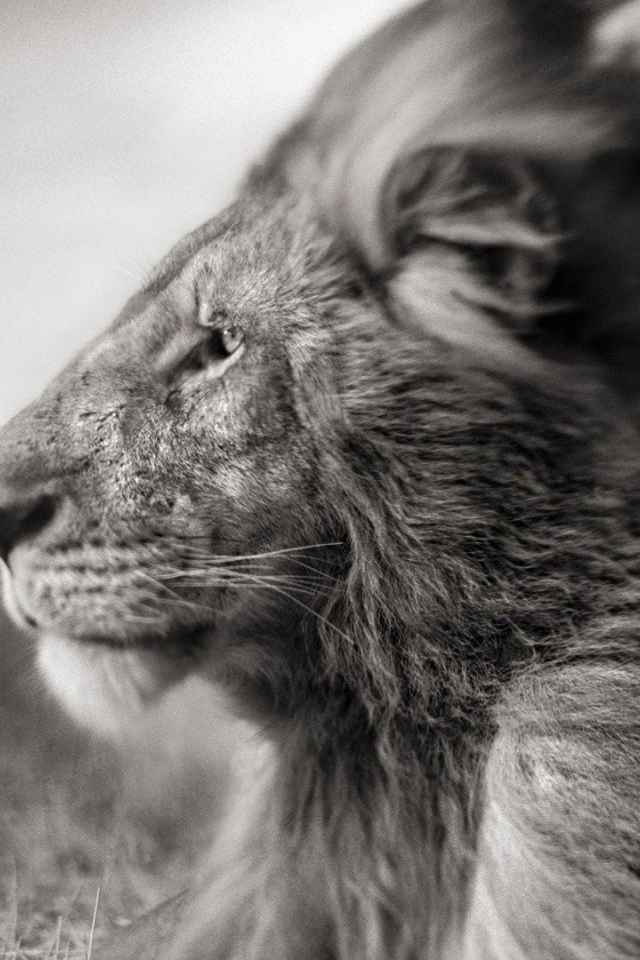 Черно белое фото льва