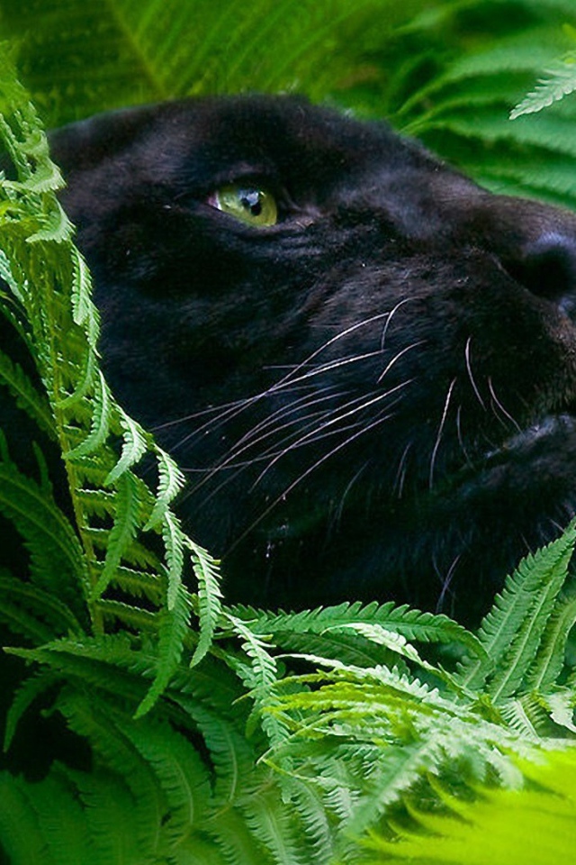 Черная пантера в зеленых зарослях