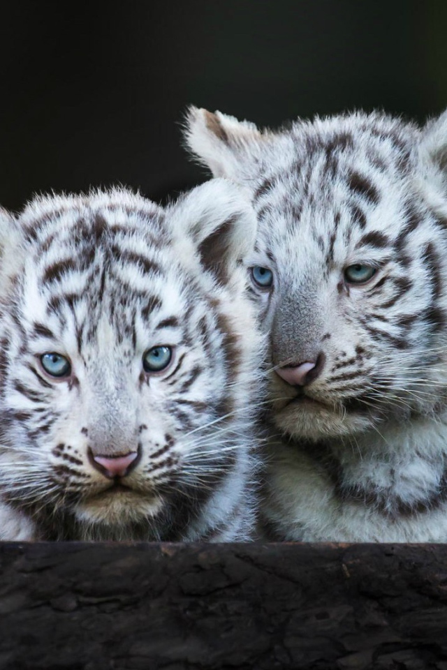 Голубоглазые белые тигрята