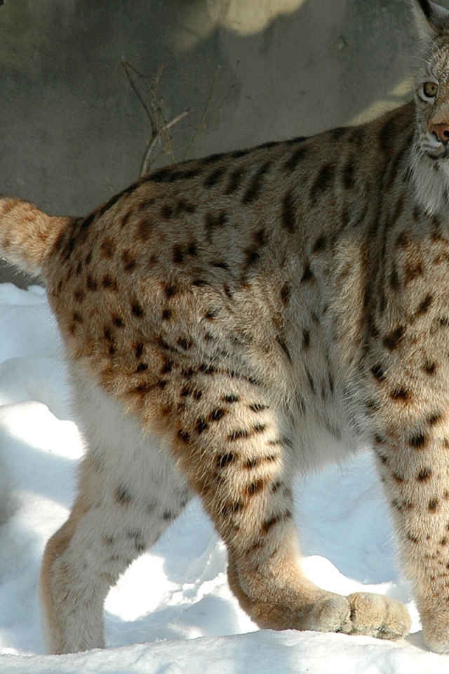 Куцехвостый снежный барс