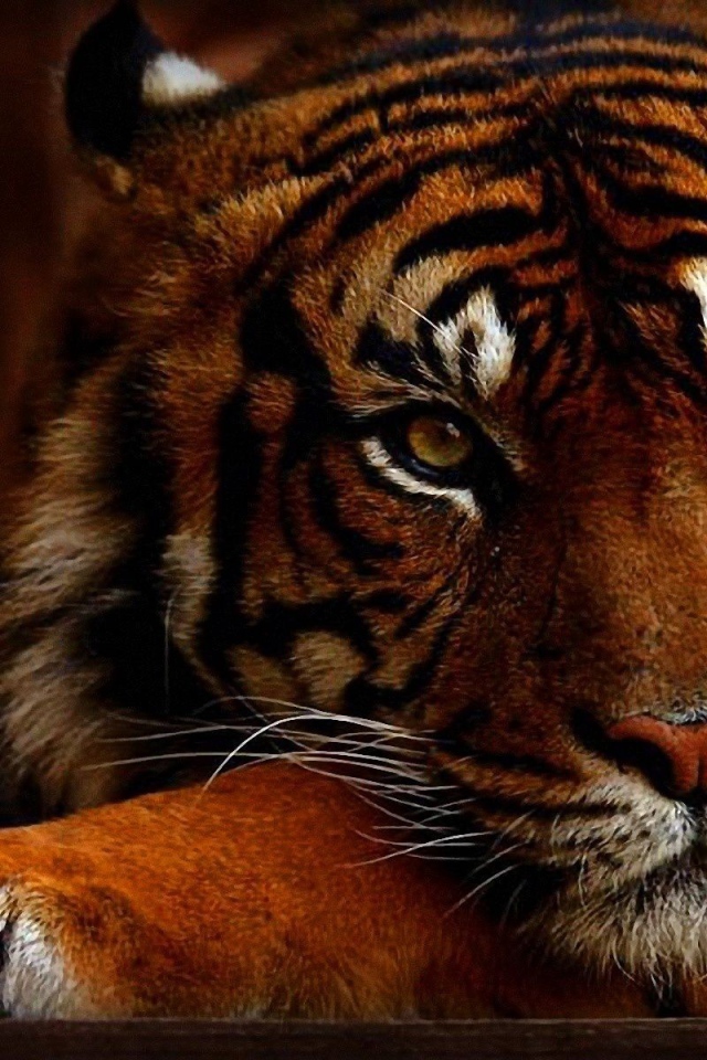 Яркое фото тигра