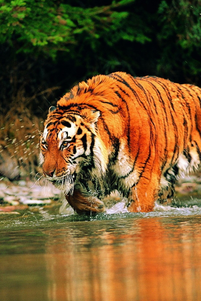 Яркий тигр бежит по реке
