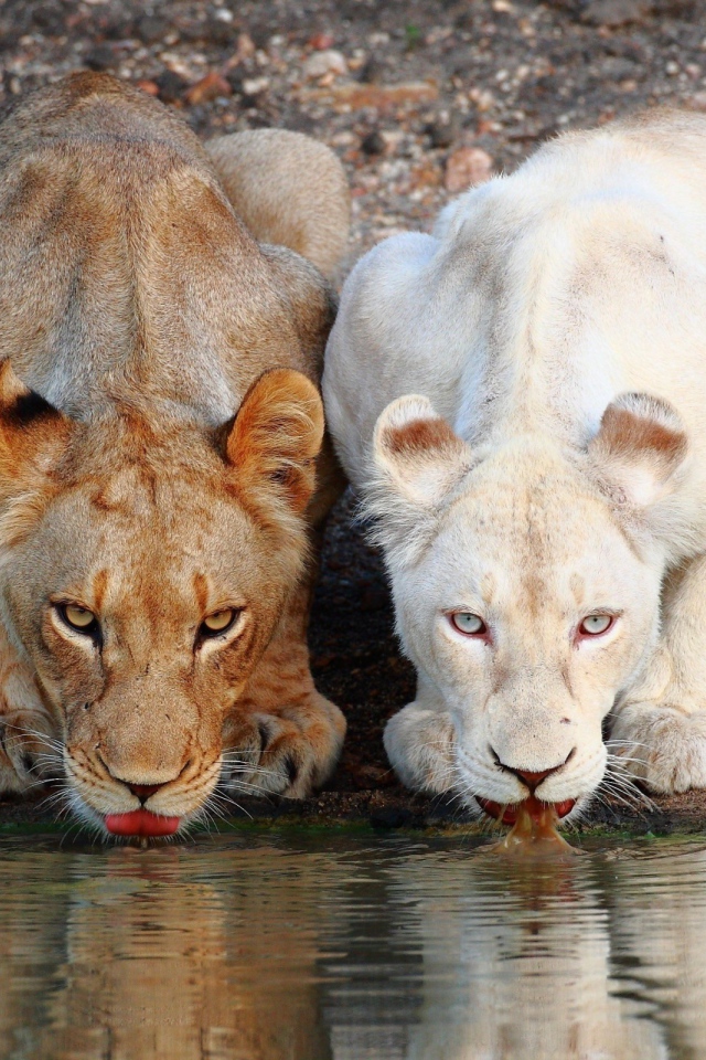 Коричневая и белая львицы на водопое
