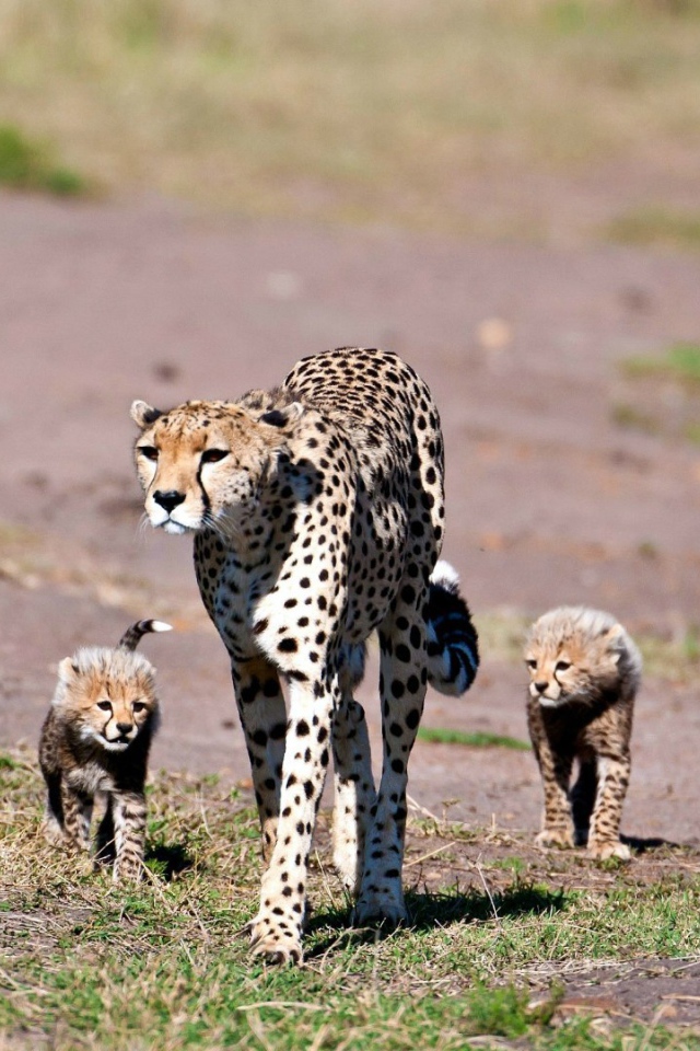 Мама гепард с котятами
