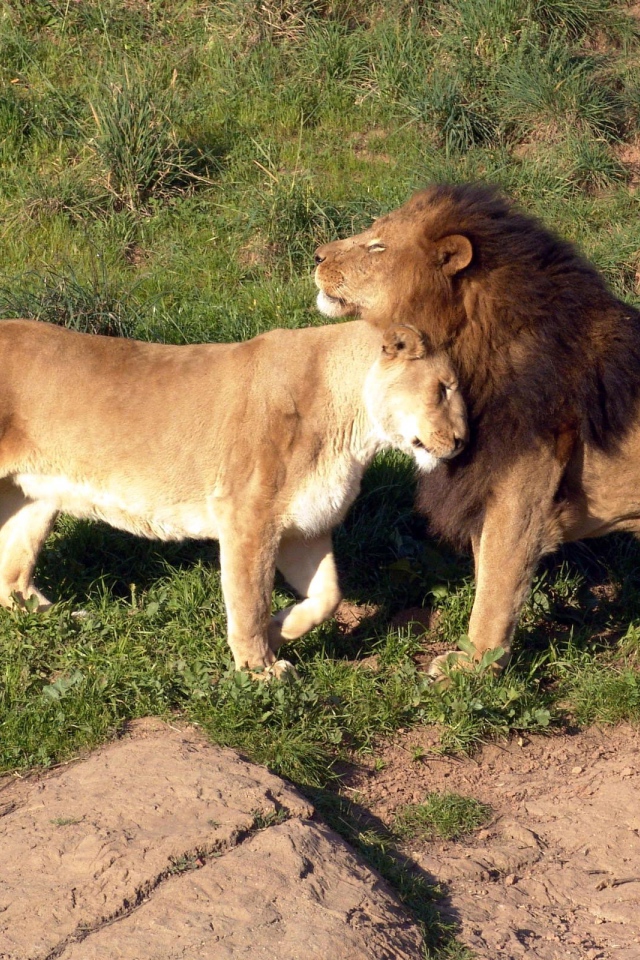 Милая семейная пара львов