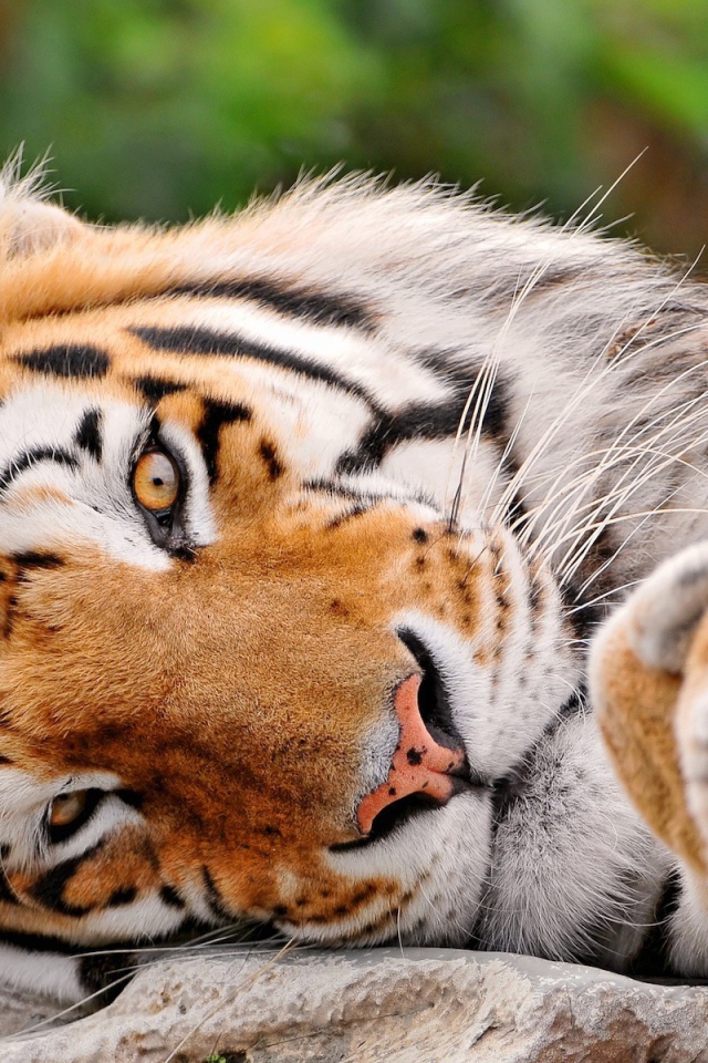 Милый тигр лежит на боку