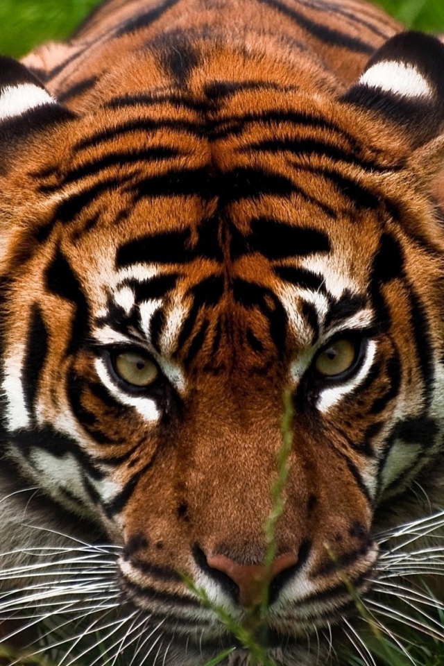 Опытный охотник тигр