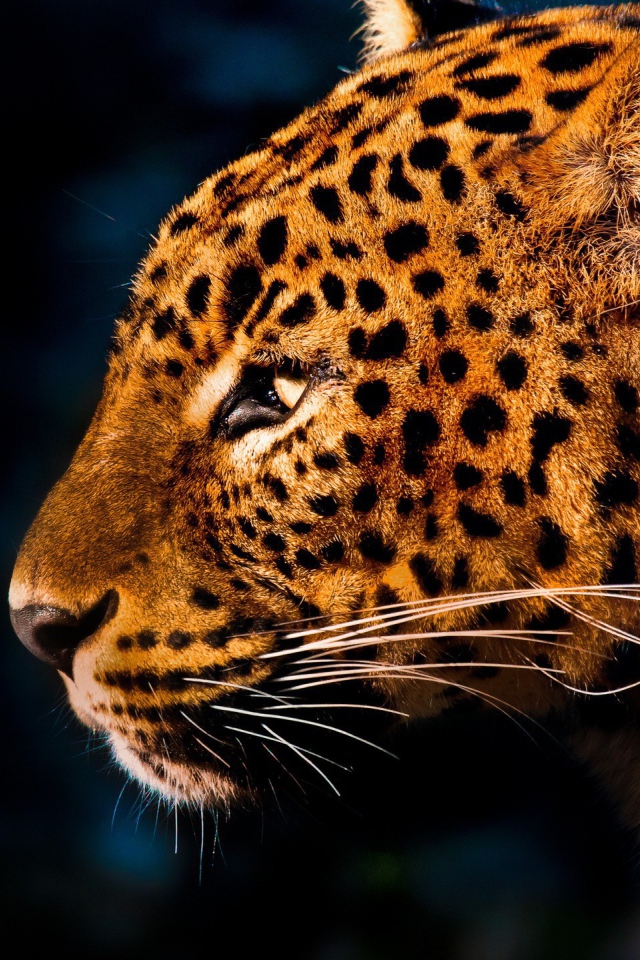 Огненно рыжий леопард