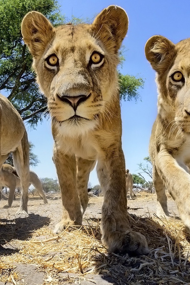 Четыре молодых льва в Африке